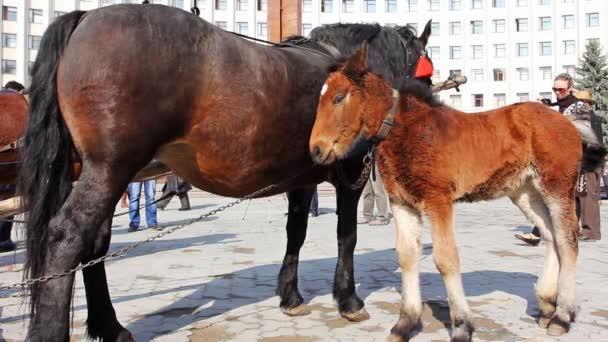 Fohlen mit Kette befestigt — Stockvideo