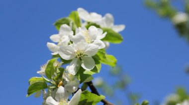 Beyaz çiçek gökyüzü arka plan