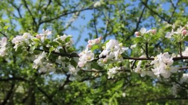 Çiçeği Panorama doğru yaptı