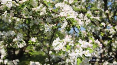 Çiçeği Panorama sağ sol