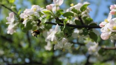 Bumblebee birinden başka bir çiçek