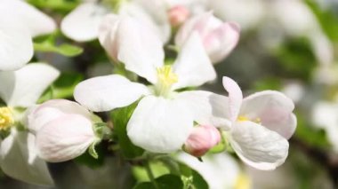 Çiçeği üzerinde odaklanmak