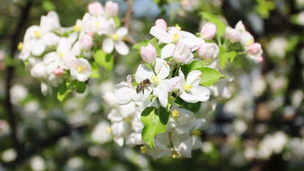 Collecte de nectar d'abeille — Video
