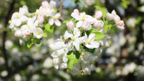 Bienen sammeln Nektar — Stockvideo