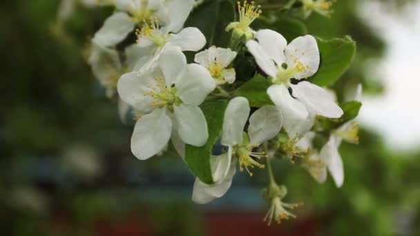 Blossom fokus Station motor Panorama — Stockvideo