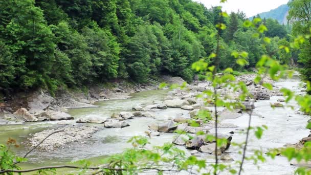 Gebirgsfluss und Äste im Fokus — Stockvideo