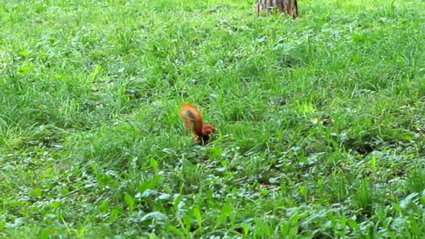 Ardilla encuentra tuerca — Vídeos de Stock