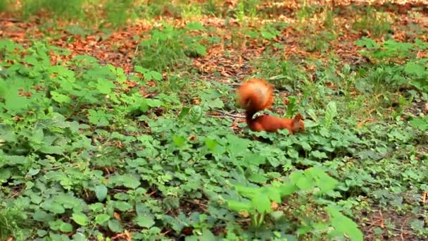 Escavando esquilo em grama alta — Vídeo de Stock