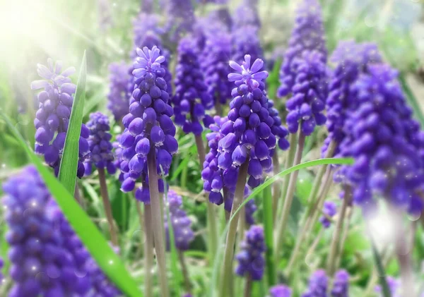Güzel bahar muscari çiçekleri. Bahar arka planı. Üzüm sümbülleri. 