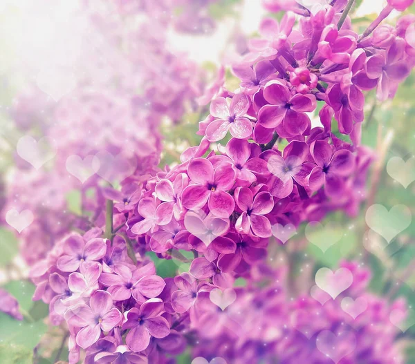 Lilac Bloemenbos Mooie Violette Lilac Bloemen — Stockfoto