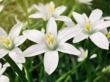 Spring flowers background.Beautiful white flowers.