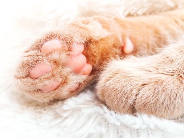 Kedi patileri yakın. Kızıl kedi uyuyor.