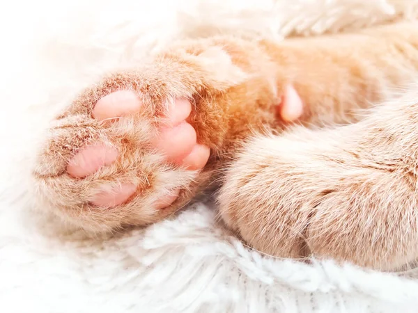 Kedi patileri yakın. Kızıl kedi uyuyor.