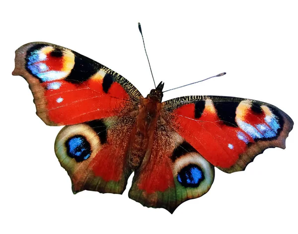 Borboleta Pavão Europeia Colorida Isolada Fundo Branco — Fotografia de Stock