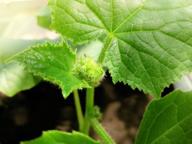 Salatalık yetiştiren stok fotoğrafı