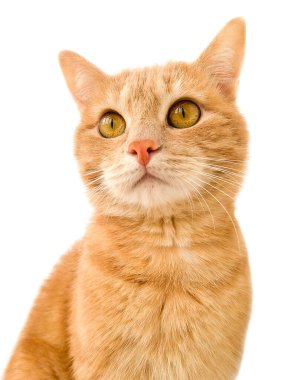 Beyaz arka planda kızıl kedi resmi