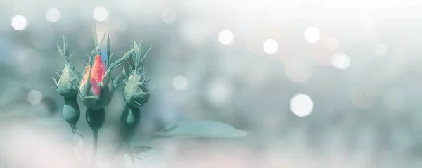 Bulanık arka planda gül tomurcukları ve parlak parlak bokeh