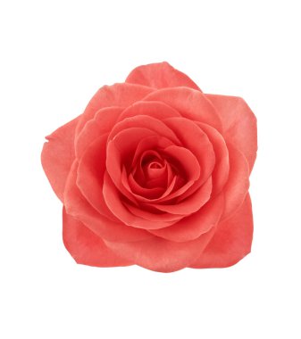 Beyaz arkaplanda izole edilmiş güzel pembe gül