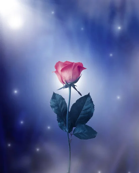Gece bahçesinde pembe gül