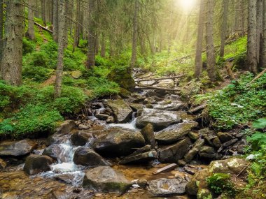 Vahşi Ormandaki Dağ Akıntısı.