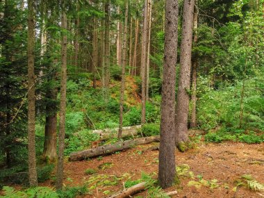 Güzel kozalaklı vahşi orman