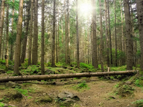 Beautiful coniferous wild forest and sun rays
