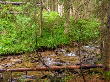Vahşi Ormandaki Dağ Akıntısı.