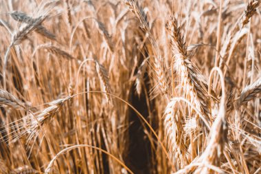 Bir tarlada yetişen sarı tahıllar hasat için hazır.