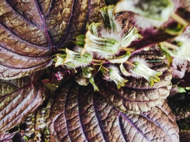 Mor fesleğen, bahçede bitki. Biyolojik gıda konsepti