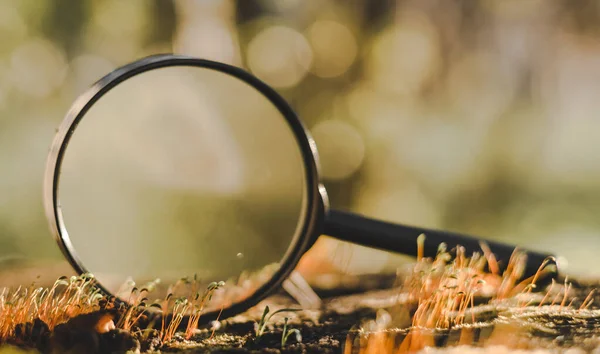 Macrophoto Πράσινο Γρασίδι Μεγεθυντικό Φακό — Φωτογραφία Αρχείου