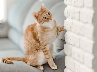 Gin ger tekir kedisi bir şey yakalamaya çalışıyor.