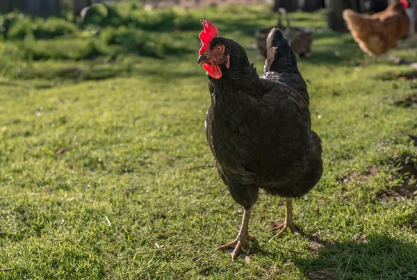 Close up of black chicken on a farm in nature. Hen in a free throw farm. Hen walk in the yard of the farm. The concept of rural life. Agriculture. Country life
