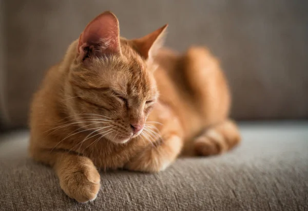 Рыжая Кошка Лежит Дома Диване — стоковое фото