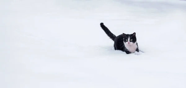 黑白相间的猫在雪地里散步 — 图库照片