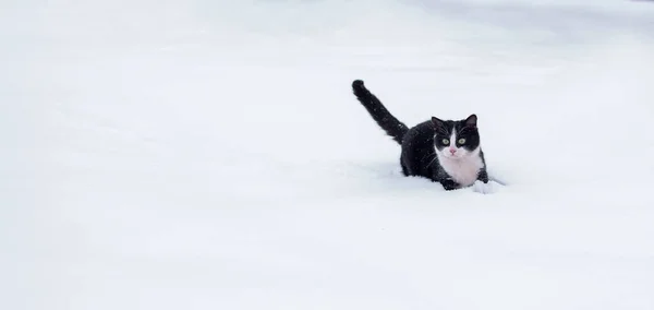 Kara Beyaz Kedi Karda Yürüyor — Stok fotoğraf