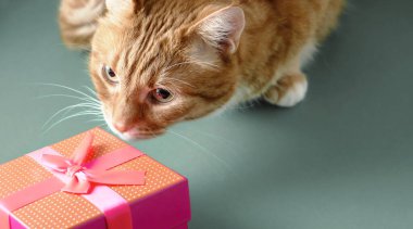 Kızıl kedi kırmızı bir hediye kutusunu inceliyor.