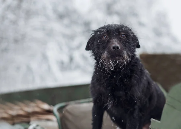 通りの雪からぬれた黒い犬の肖像画 犬がカメラを見て — ストック写真