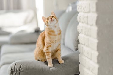 Evdeki gri kanepede oturan güzel kırmızı tekir kedi.