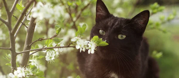 黒猫の嗅ぎ花 春の黒猫 — ストック写真