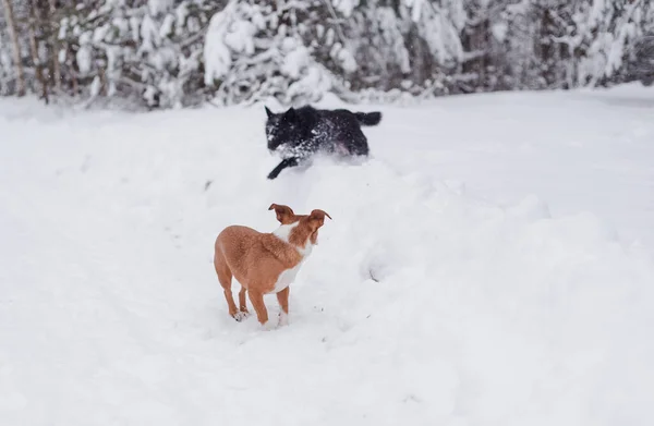 Due Cani Piccola Taglia Che Corrono Nella Foresta Invernale — Foto Stock