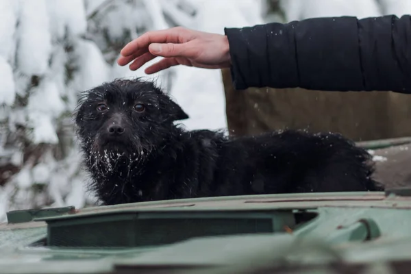 男の手が犬を飼いたがっている 犬はカメラを見て — ストック写真