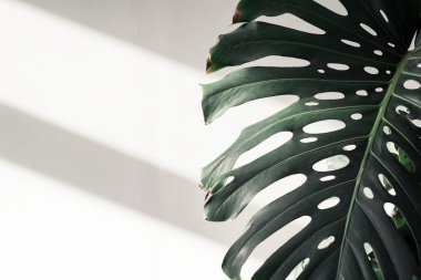 Beyaz duvarda büyük bitkiler var.