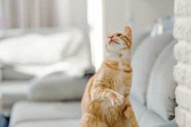 Kırmızı tekir kedi yukarı bakıyor. Evcil kedi.