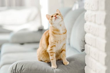 Sevimli kızıl kedi yukarı bakıyor ve kanepeye oturuyor.