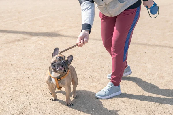 Bouledogue Français Est Recherche Une Branche Propriétaire Joue Avec Son — Photo