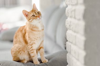 Kanepede oturan kızıl kedinin portresi.