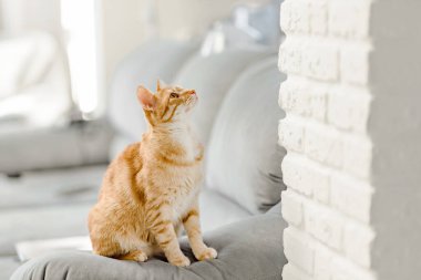 Ginger tekir kedisi rahat oturma odasında kanepede oturuyor. İç dekorasyon