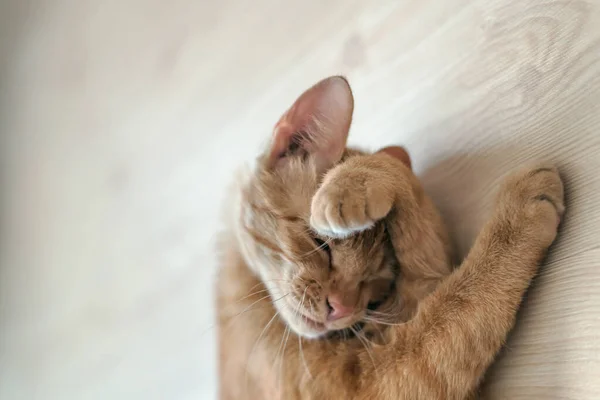 Schlafender Ingwer Kater Perfekter Traum — Stockfoto