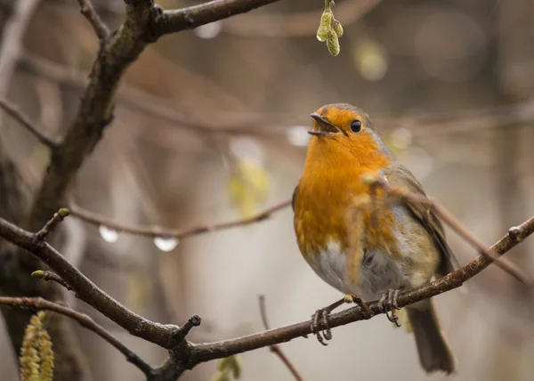 Robin rode borst (Erithacus rubecula) — Stockfoto