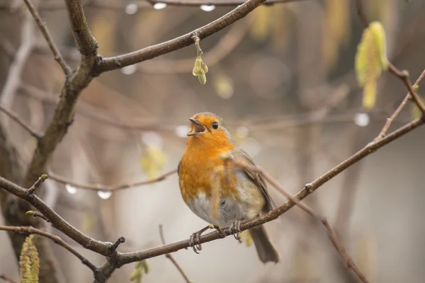 Robin kırmızı meme (Erithacus rubecula) — Stok fotoğraf